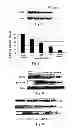 Fig. 04 - MATRINIC ACID/MATRINE DERIVATIVES AND PREPARATION METHODS AND USES THEREOF