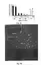 Fig. 06 - MATRINIC ACID/MATRINE DERIVATIVES AND PREPARATION METHODS AND USES THEREOF