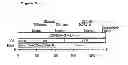 Fig. 06 - Antisense oligonucleotides directed against connective tissue growth factor and uses thereof
