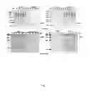 Fig. 06 - Method for one-step purification of recombinant neutrophil-activating protein