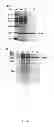 Fig. 09 - Method for one-step purification of recombinant neutrophil-activating protein