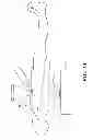 Fig. 02 - Real-Time Biomechanical Dosimetry using Optical Coherence Elastography