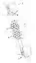 Fig. 15 - Massage device and mounting body