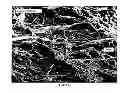 Fig. 02 - Apparatus and method for the processing of cellulose fibres