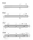 Fig. 06 - Wiring board and method for manufacturing wiring board