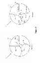 Fig. 02 - Electroactive polymer (EAP)-based rotary motion devices
