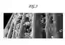 Fig. 06 - Packaged antimicrobial medical device