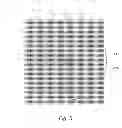 Fig. 06 - SOLID STATE IMAGE SENSOR AND MANUFACTURING METHOD THEREOF