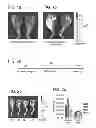 Fig. 02 - Nanoparticle Targeting to Ischemia for Imaging and Therapy