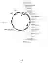Fig. 02 - Vectors Conditionally Expressing Therapeutic Proteins, Host Cells Comprising the Vectors, and Uses Thereof