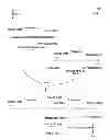 Fig. 09 - Microorganisms genetically engineered to have modified N-glycosylation activity