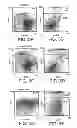 Fig. 06 - ANTI-ERBB2 ANTIBODIES