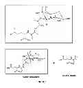 Fig. 02 - Modulators of hyphal morphogenesis and uses thereof