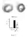 Fig. 07 - Compositions and methods for modulating cardiac conditions