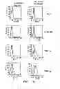 Fig. 05 - METHODS OF MODULATING IMMUNE RESPONSES BY MODULATING TIM-1, TIM-2 AND TIM-4 FUNCTION