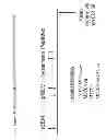 Fig. 71 - SSX-2 PEPTIDE ANALOGS