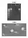 Fig. 02 - Virion-like delivery particles for self-replicating RNA molecules