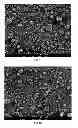 Fig. 03 - Particles of tetracyclines and protecting agent