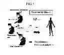 Fig. 02 - Composition for Treatment of Damaged Part