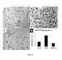 Fig. 25 - Amniotic membrane preparations and purified compositions and anti-angiogenesis treatment