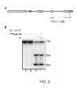 Fig. 04 - Method of producing dicer
