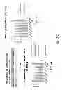 Fig. 09 - Cardiomyocyte production