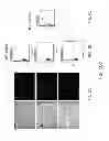 Fig. 06 - CARDIOMYOCYTE PRODUCTION