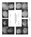 Fig. 22 - CARDIOMYOCYTE PRODUCTION