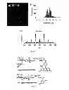 Fig. 06 - Pathogen detection