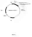 Fig. 02 - Polyol oxidases
