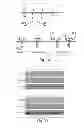 Fig. 09 - Methods for cardioprotection and cardioregeneration with dimers of EGF family ligands