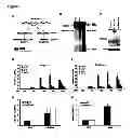 Fig. 02 - BNIP3 ISOFORMS AND METHODS OF USE