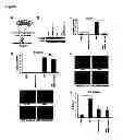 Fig. 04 - BNIP3 ISOFORMS AND METHODS OF USE