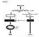 Fig. 06 - BNIP3 ISOFORMS AND METHODS OF USE