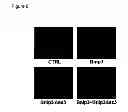 Fig. 07 - BNIP3 ISOFORMS AND METHODS OF USE