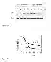 Fig. 04 - Frataxin mutants