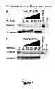 Fig. 07 - Methods and compositions inhibiting tumor cell proliferation