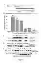 Fig. 08 - Methods and compositions inhibiting tumor cell proliferation