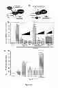Fig. 09 - Methods and compositions inhibiting tumor cell proliferation