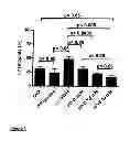 Fig. 02 - Use of cyclodextrin for treatment and prevention of bronchial inflammatory diseases