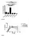 Fig. 07 - Use of cyclodextrin for treatment and prevention of bronchial inflammatory diseases