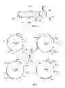 Fig. 02 - Genes for biosynthesis of tetracycline compounds and uses thereof