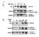 Fig. 02 - AGENT AND METHOD FOR STABILIZING MEMBRANE PROTEIN