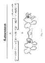Fig. 04 - Binding Proteins That Bind to Human FGFR1c, Human Beta-Klotho and Both Human FGFR1c and Human Beta-Klotho