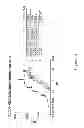 Fig. 83 - Binding Proteins That Bind to Human FGFR1c, Human Beta-Klotho and Both Human FGFR1c and Human Beta-Klotho