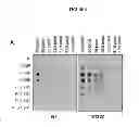 Fig. 07 - PROTEIN PRODUCTION