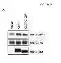 Fig. 08 - PROTEIN PRODUCTION