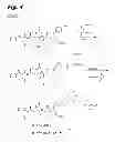 Fig. 06 - Antiproliferative compounds, conjugates thereof, methods therefor, and uses thereof