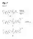 Fig. 09 - Antiproliferative compounds, conjugates thereof, methods therefor, and uses thereof