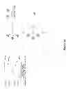 Fig. 19 - Dendrimers and methods of preparing same through proportionate branching